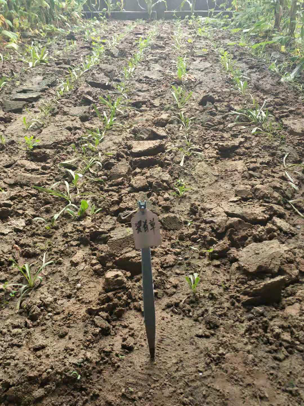 1548034725814572.jpg 微信圖片_20181105104215.jpg