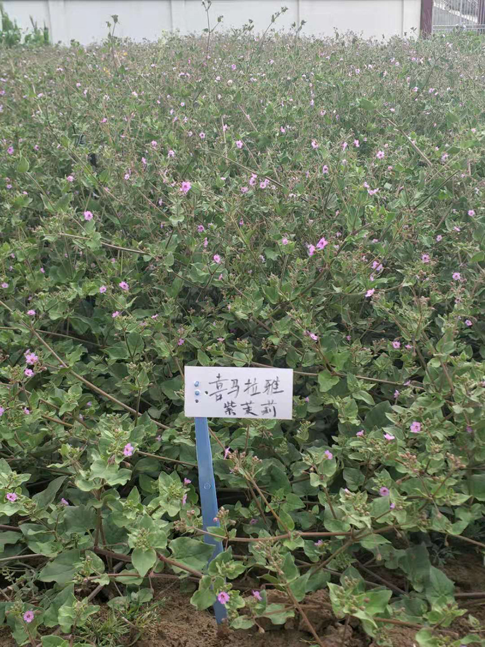 1548034793312858.jpg 微信圖片_20181105104159.jpg